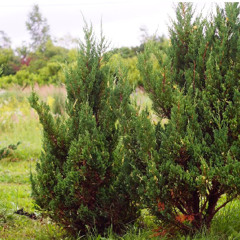 Дед_-_Из_грязи_в....04'47.wav