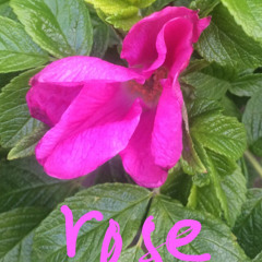 June Jordan - Poem #2 for Inaugural Rose