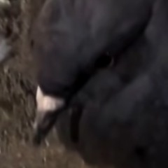 Somewhere Ripping My Face Off