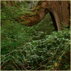 Acacia