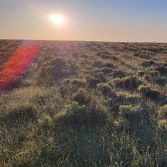 Dawn with the Cows - Fox Ranch - June 1, 2025