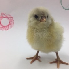 Hatching Chicks and Inspiring Second Graders