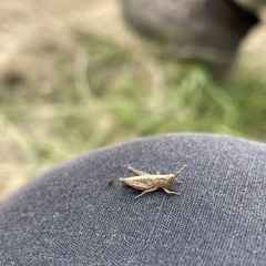 beginner’s house mostly