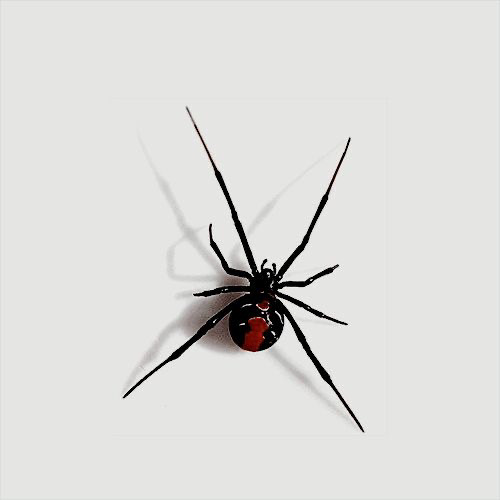 black widow