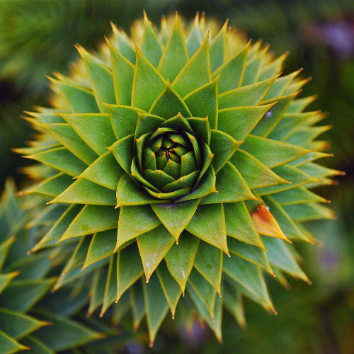 Dead Presidents II x Saint Laurent Jacket Ledger Mix
