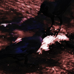 THΞ RΛVΞN