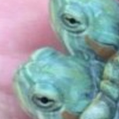 ASMR MOMMY VFXKILLUA WONX