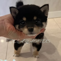 Adorable Shiba Puppies for Sale Italy – Meet SHINGEN