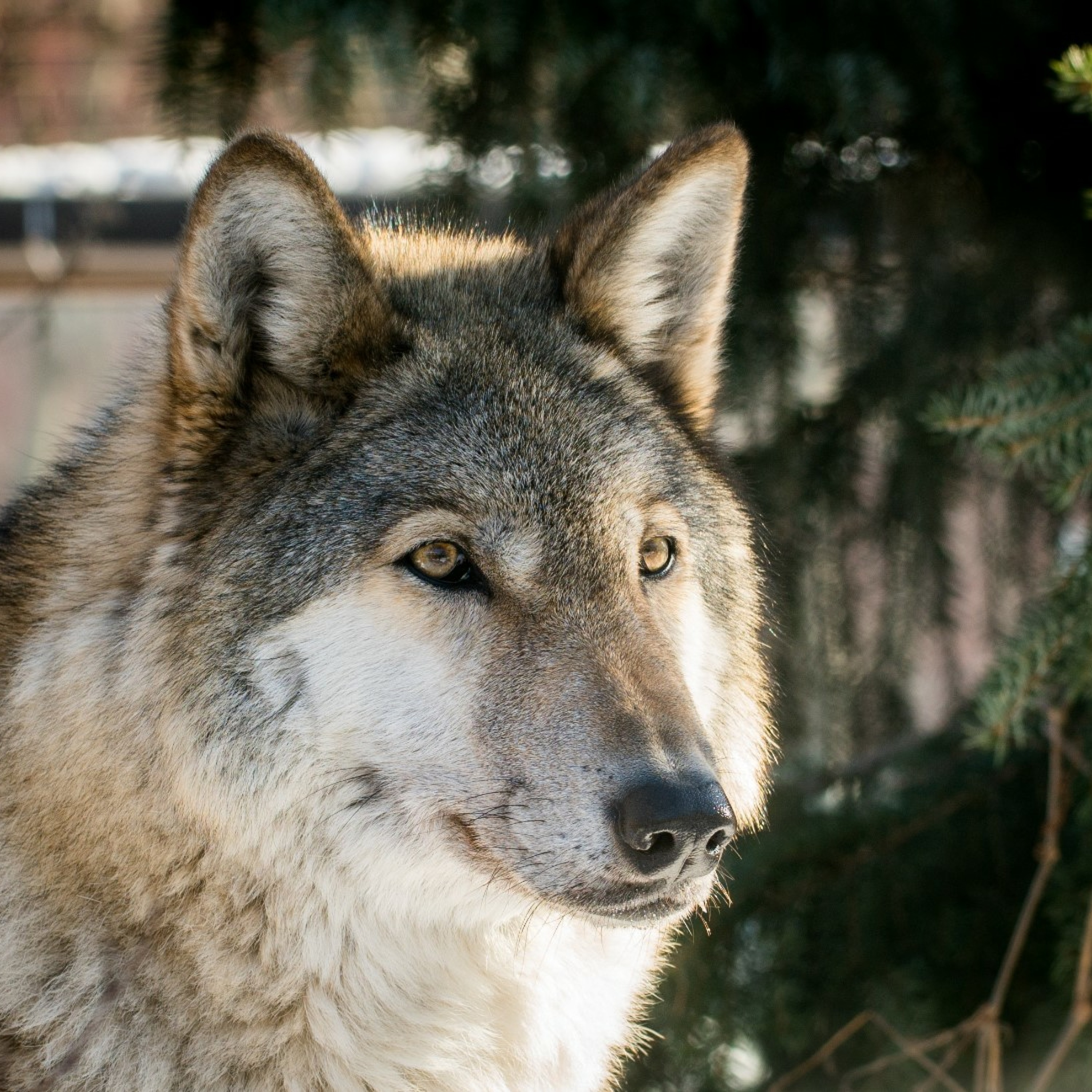 Gray Wolf Studio