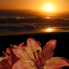 looking out for you + daho