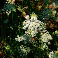 OH, LATELY (WITH PLAYROOM)