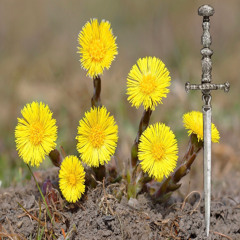 tussilago_farfara1