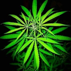 Indiana_Chapeleiro,_Henrique_Camacho_Remix(256k).mp3