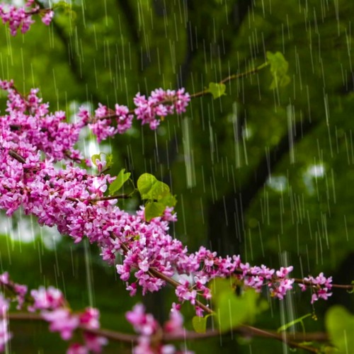 Can't Focus? Block Out Distractions With Relaxing Rain Sounds! (75 Minutes)