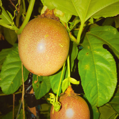 Audiosynthesis @ Again Vintage - Winter Can't Stop the Growth