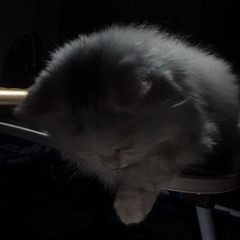 du cho tan the (beo rmx)