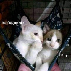 *GIRL LIKE A CAT*