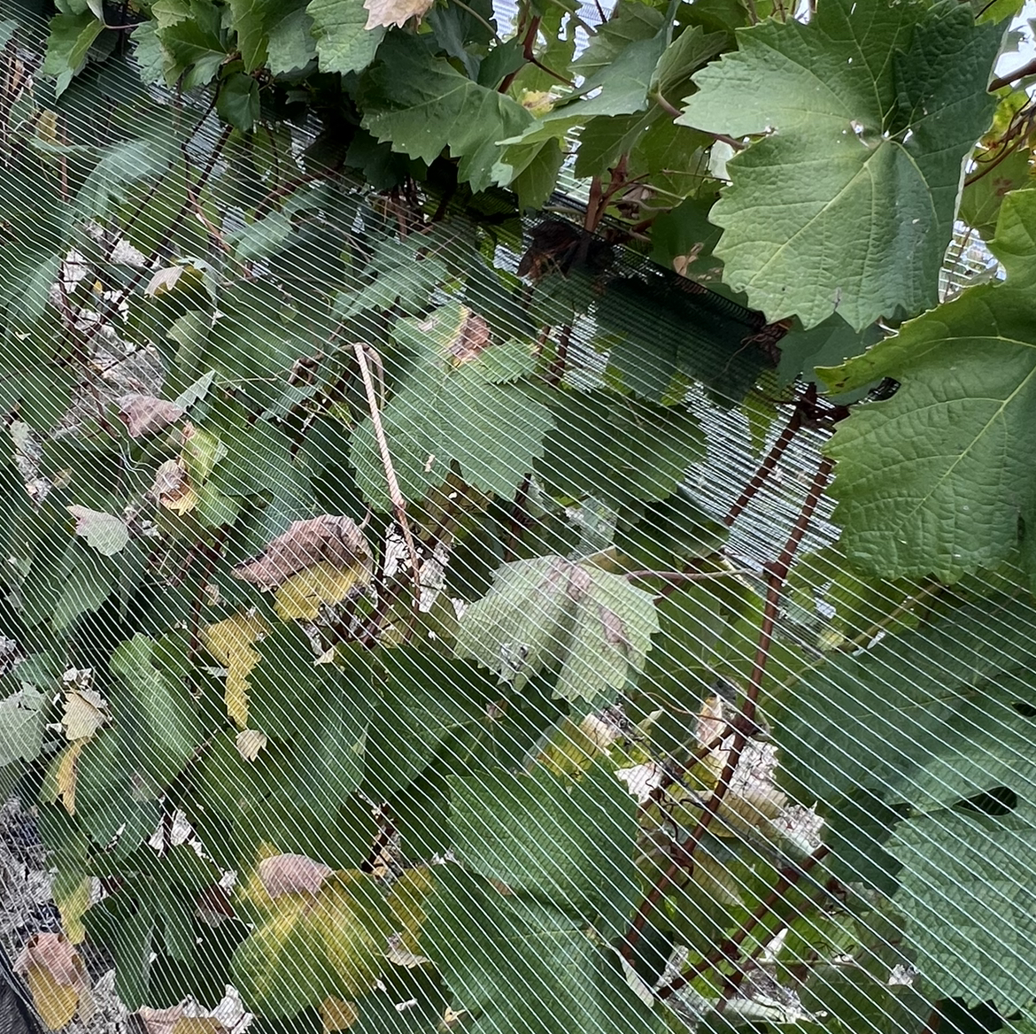 00 Lucio Dalla – L’Anno Che Verrà Remix).wav