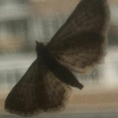 Salty Sweet Death (Little One)