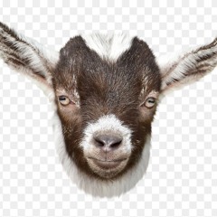 ‎⁨ילד כורסי תאג⁩.mp3