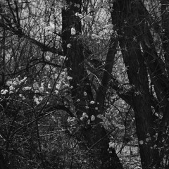 Singing with the Dead Tonight (with Deborah Goldbaum Kelly & Erin Wolf)