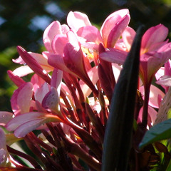 Freedom Flowers