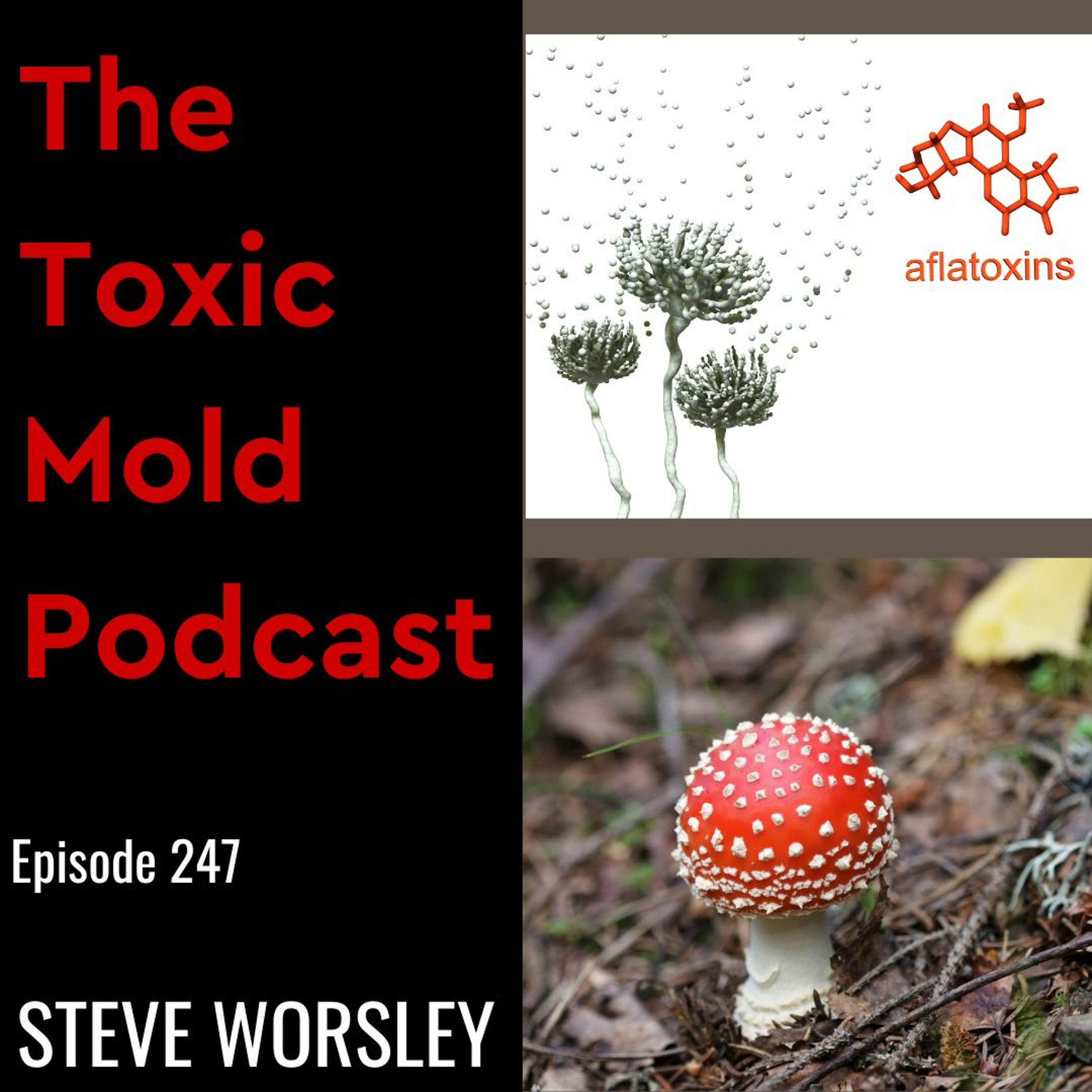 The Toxic Mold Podcast