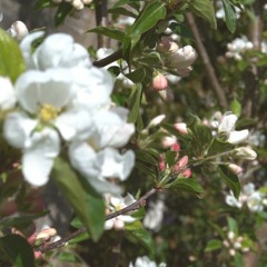 Wild Mountain Thyme - #TradTuesday - Episode 3