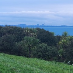 Tiritiri Matangi Cloudy Morning Chorus