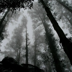 Hallucination Forest