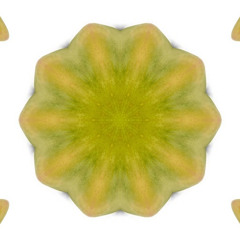 20240518 Mango Mania