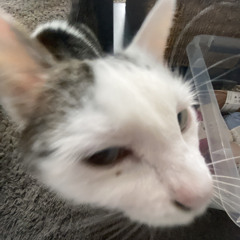 MIAUW!  lil flopper ft. iceteapeach69