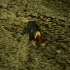 A FALL INTO ANATOMY | MK ULTRA | 11.14.25 | CATSKILLS, NY