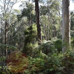 Doctors Flat, Ensay, Victoria, AUSTRALIA