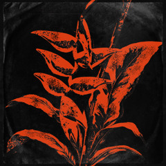 Centurio Senex B2B Psynopsis @ Forest Resonance (DJ Set)