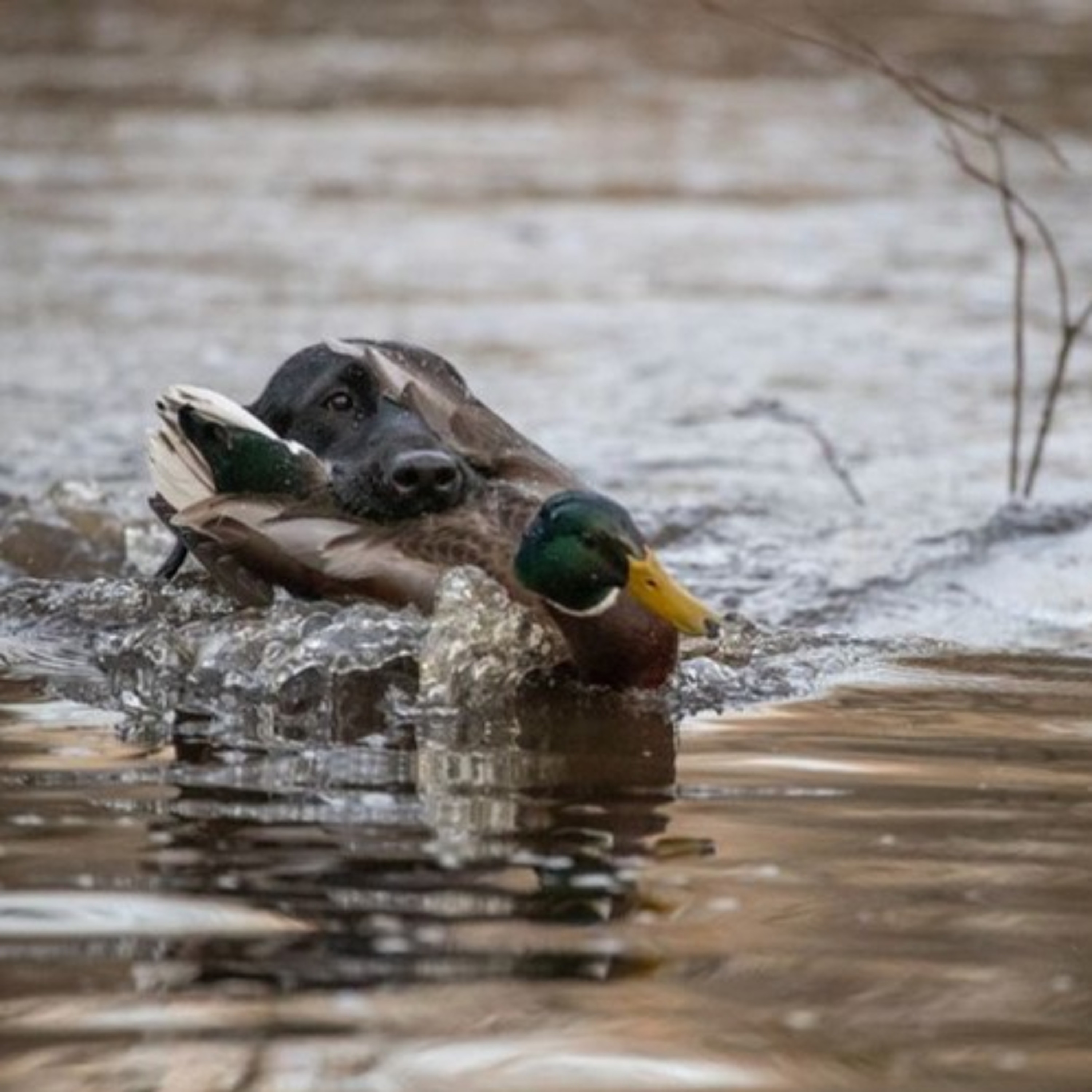 The Fowl Life