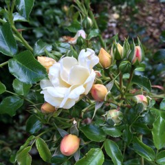 Lo, How A Rose E’er Blooming, Celtic Advent Carol_Dr. Sandor, Piano, Sunday, Dec. 7, 2025, AudioM