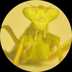 Yellow Mantis