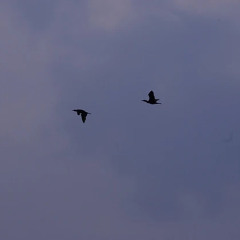 bird wing +EL Mosh （Ndup）