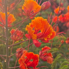 Glitched out Phoenix