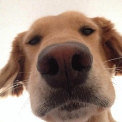 All Phunked Up - Vol. 9 - Nov 2004