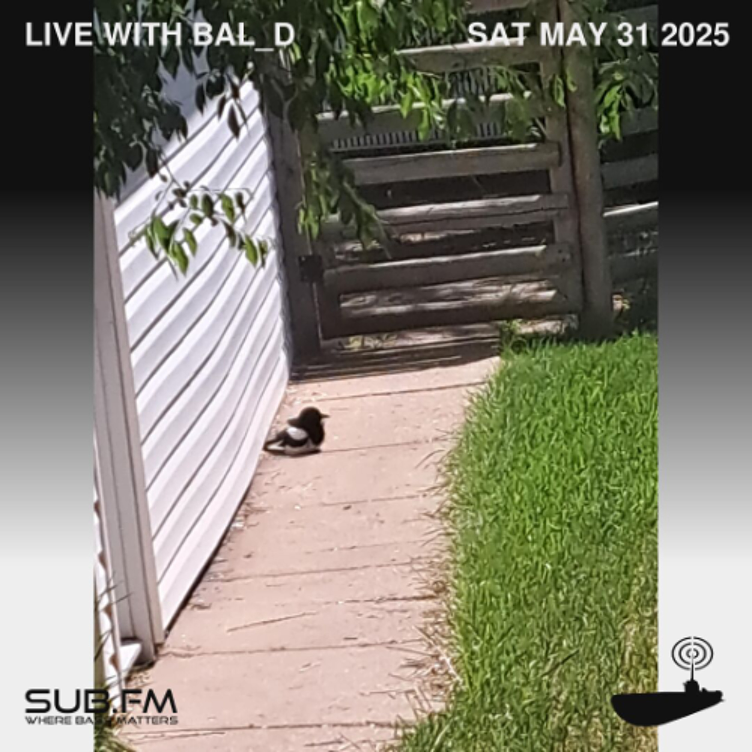 Bal_D - 31 May 2025
