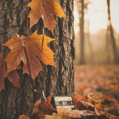 nostalgic collection