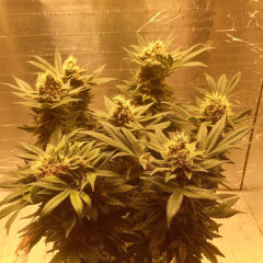 The Chemodan - Брутальная Тележечка (Я Умираю)