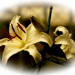 真実（TRUTH）ピアノ・ストリングス