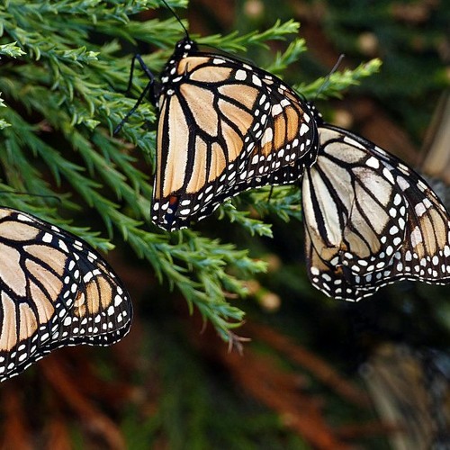 It Is A Good Time To Appreciate The Insects