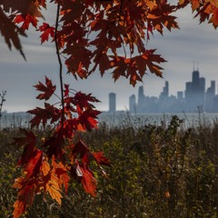 Leaves in the Wind (Piano Improv)