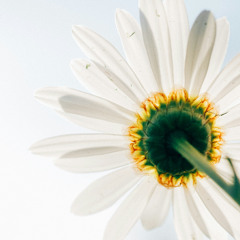 Softer - Dallas Movement Collective