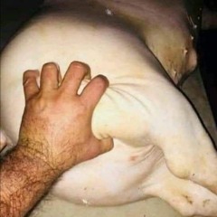 Marraneitors : Cochinos gay con gonorrea