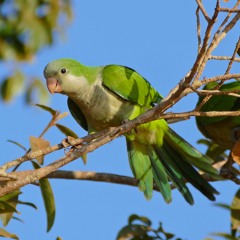 Monk Parakeets - El Retiro Park, Madrid, Spain